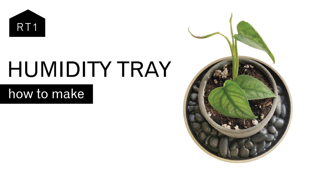 Indoor Gardening: DIY Humidity/Drip Trays