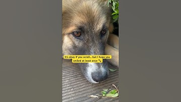 Not perfect. Just me — and that’s enough 🐾 #dogshorts #doglover