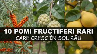 10 Pomi Fructiferi Rari Care Cresc În Sol Sărac (De Ce Nu Îi Plantează Nimeni?)