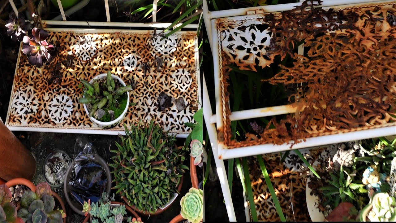 HOW TO REMOVE RUST ON POTTED SUCCULENTS FROM RUSTY SHELF YouTube