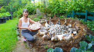 Build Nest For Ducks To Lay Eggs - Harvest Ducks Eggs Goes To Market Sell | Phuong Daily Harvesting