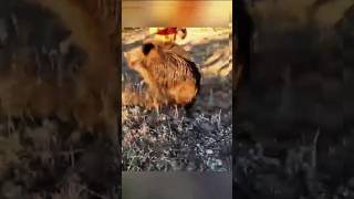🐗 Трофейная охота на вепря! Всё по правилам и с уважением к природе 🌿 #охота#охота #охотанавепря #
