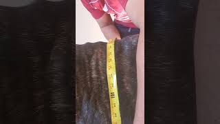 How to Measure your Dog at the Withers