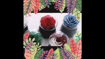 Thumbnail of Christmas Confession Gift Single Eternal Rose Rotation Music Box