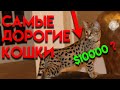 ТОП 10 САМЫХ ДОРОГИХ КОШЕК | САМЫЕ ДОРОГИЕ КОТЫ И КОШКИ