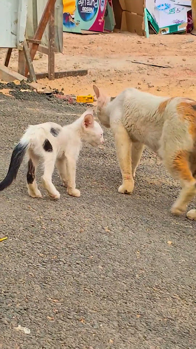 cat and there cute child  #shortvideo #saudiaarbia #shorts #youtube #cat