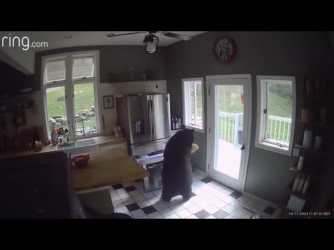 Bear heads right to the freezer of a Barkhamsted home, steals chicken
