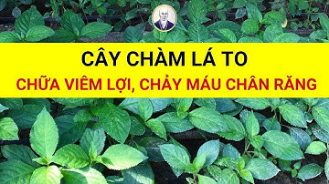 Cây Chàm Mèo, Chàm lá to, thanh đại có tác dụng chữa trị bệnh viêm lợi, chảy máu chân rằng