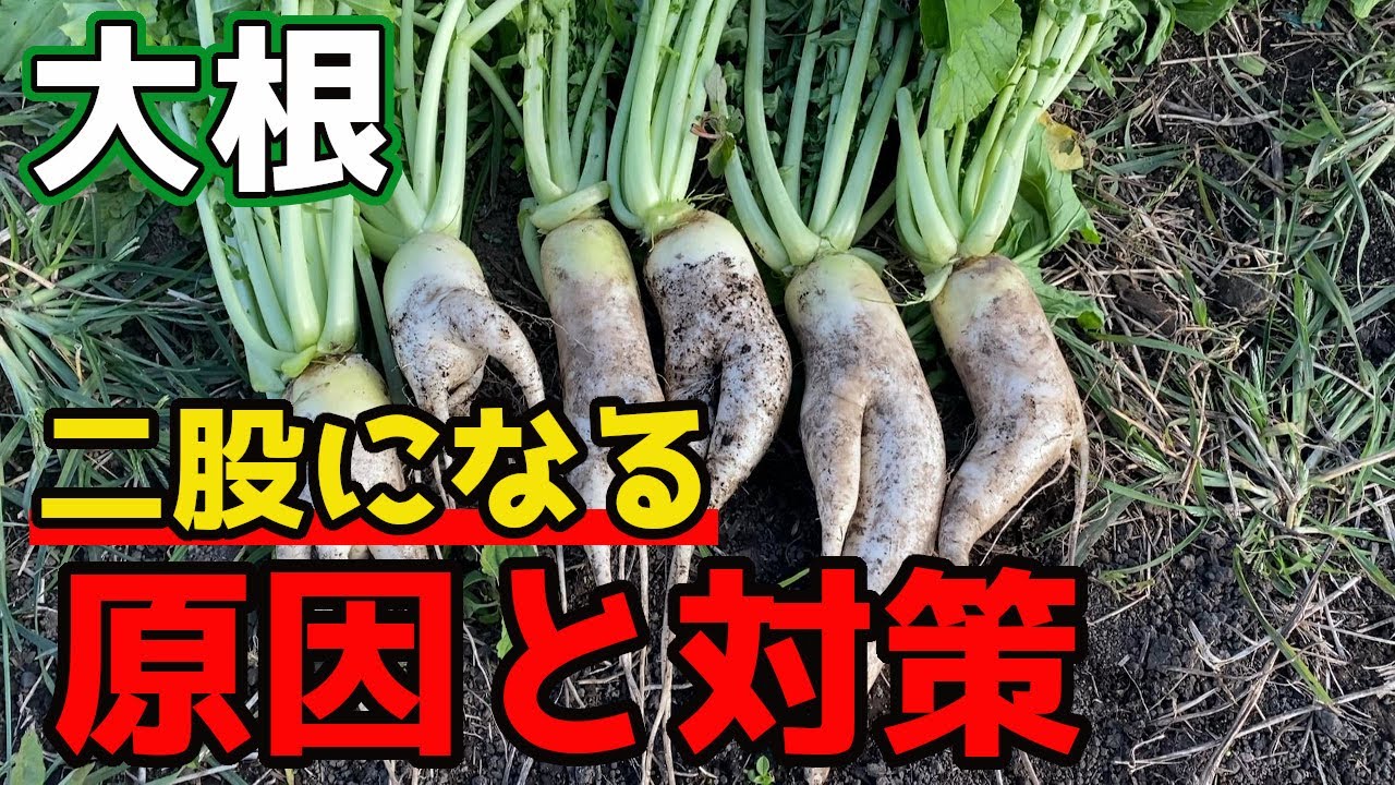取れたて大根 Radish] Sadly, I will introduce the reasons why it becomes a