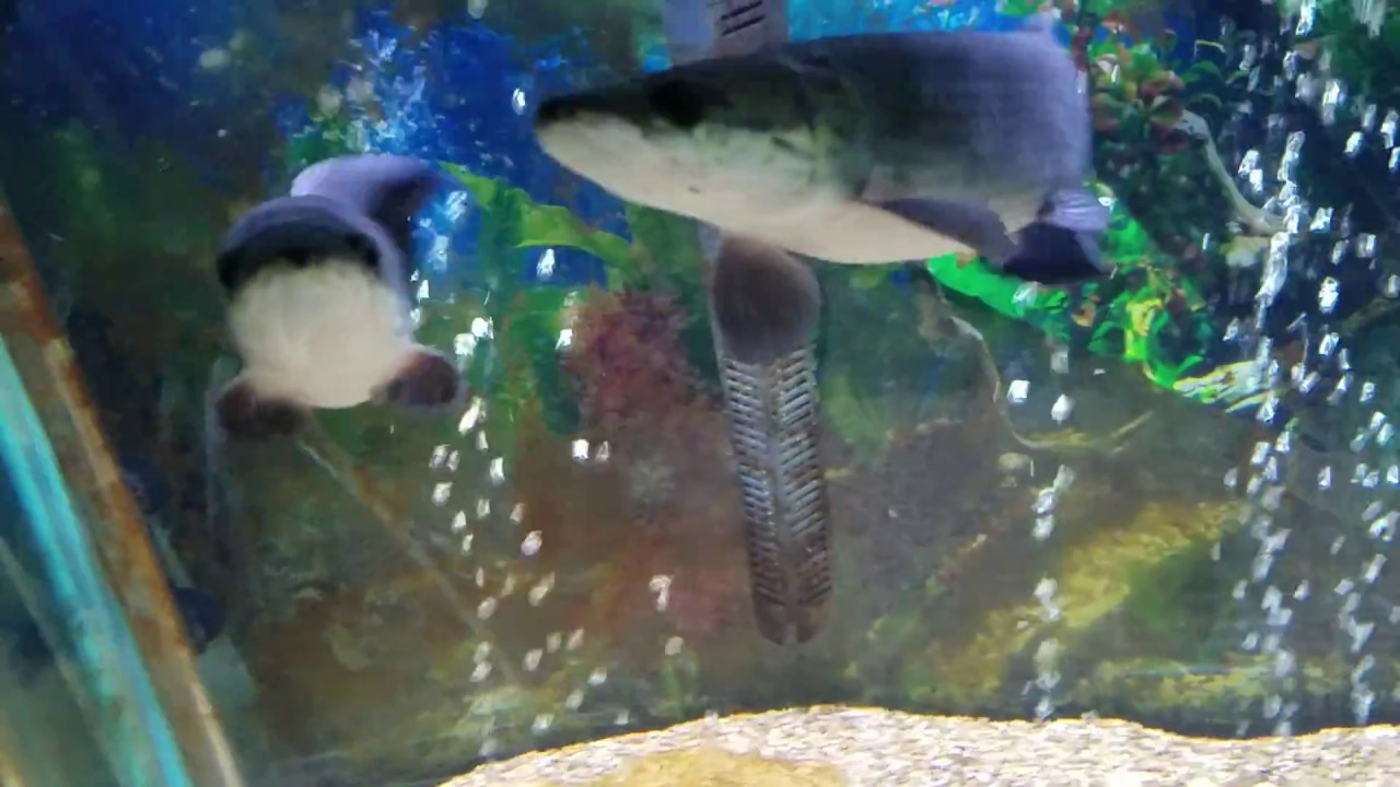 Air Pima Fish Ohio Fish Rescue pima update - YouTube