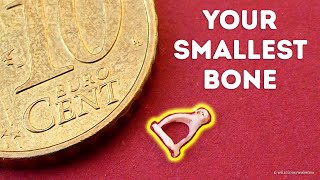 ASTONISHING Secrets of Human Bones! You Won't Believe What's Inside