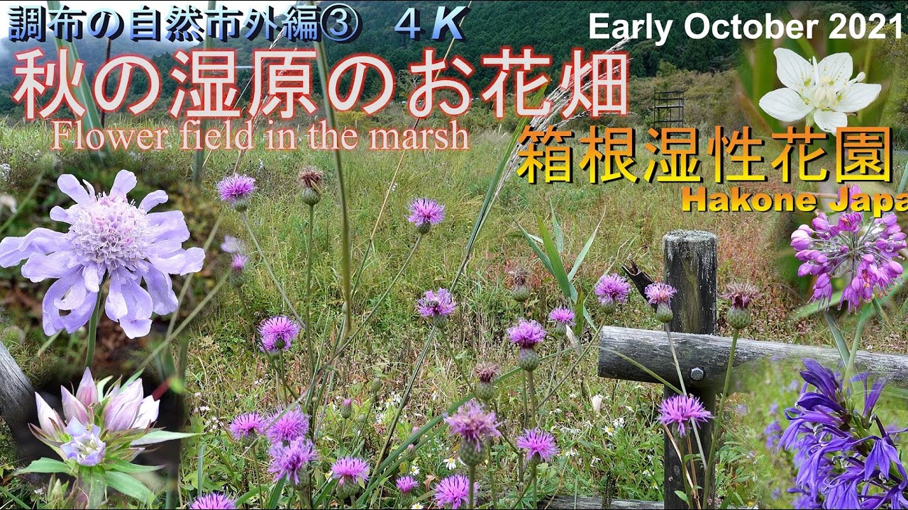 調布の自然市外編 4k 箱根湿性花園 秋のお花畑 群生 20種類 サワギキョウ タムラソウ ウメバチソウ アサマフウロウ トリカブト イワシャジン ヤマラッキョウ他 湿原の雨上がりに輝く花々 Youtube 調布の自然市外編 4k 箱根湿性花園 秋のお花畑 群生 20種類 サワギキョウ タムラソウ ウメバチソウ アサマフウロウ トリカブト イワシャジン ヤマラッキョウ他 湿原の雨上がりに輝く花々 Youtube