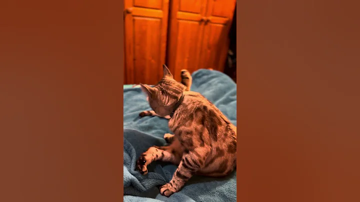 Video 9694741: bengal tiger cat, white bengal tiger, white silver bengal cat