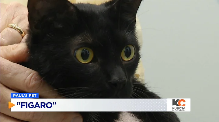 PAUL'S PETS: 'Figaro' the cat up for adoption at H...