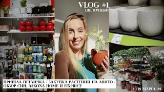 Цветочный влог #1: Пришла петличка / Закупка растений на Авито / Обзор Син, Askona Home, FixPrice