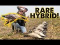 We shot a RARE Hybrid Goose  - Waterfowl Biologist Called! (6 Man Limit)