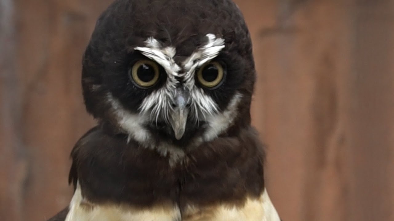 目まんまる メガネフクロウのムサシ 大阪市 天王寺動物園 Youtube