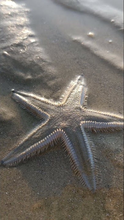 bintang laut di pagi hari keren#mentahan #bintanglaut #storywa