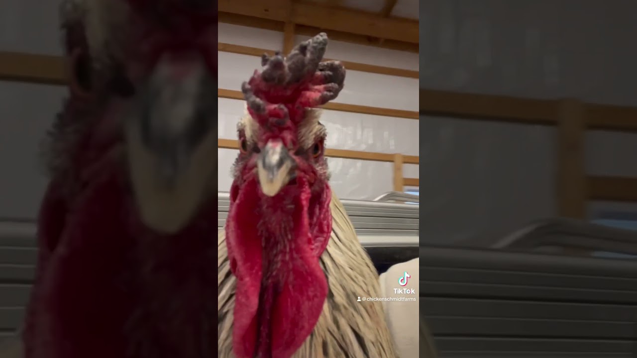 Vader’s frostbite is healing! 