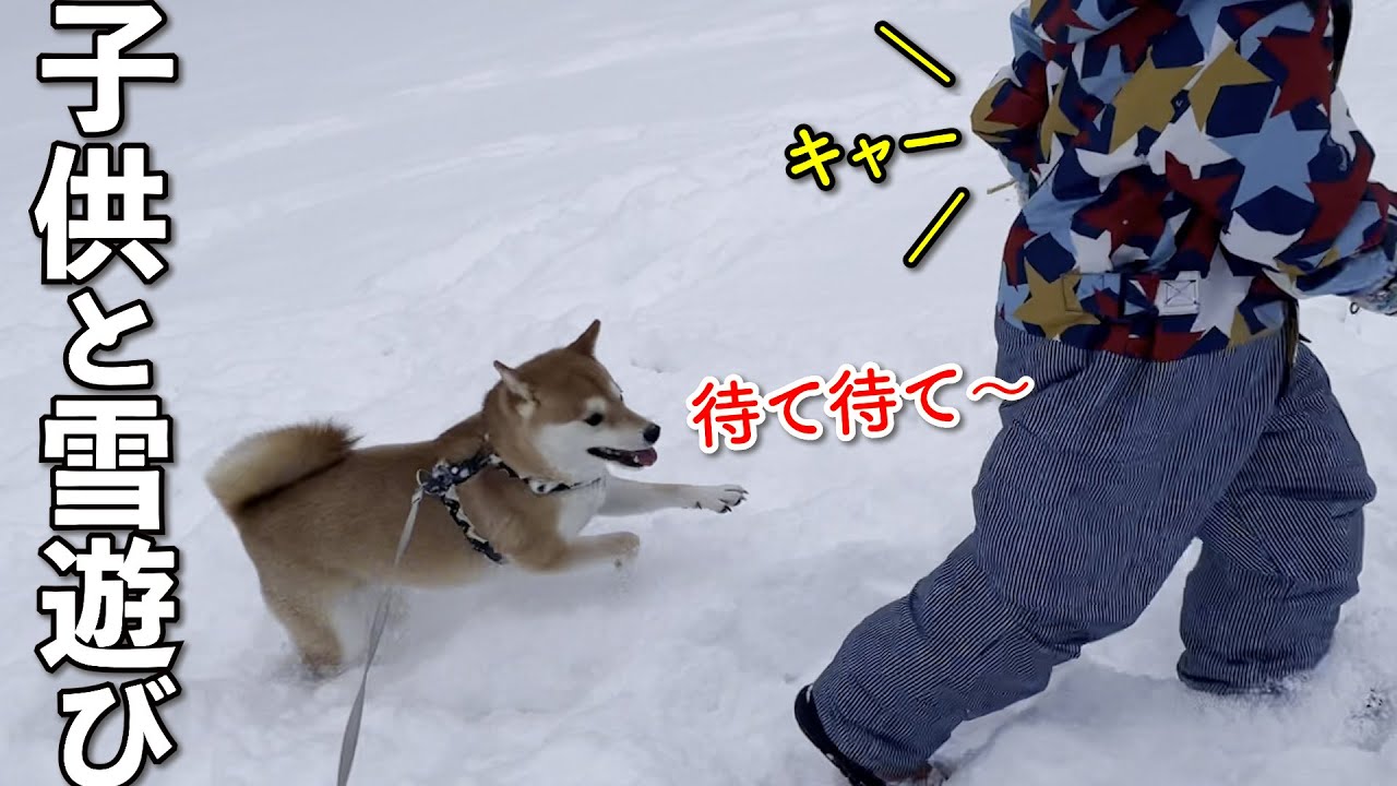 人が大好きな柴犬が子供と雪遊びをするとこうなります