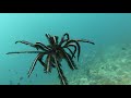 Swimming Crinoid - Diving in the Philippines 2019