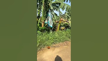#farming chuối ngã te tua