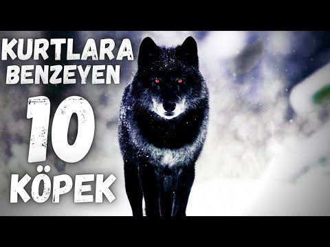 Video: Kurtlara benzeyen 10 köpek doğurmak