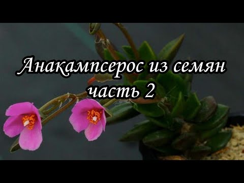 как вырастить анакампсерос Anacampseros  из семян (часть 2). всходы через месяц