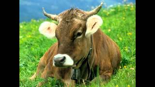 Sound effect - Le mucche - The cows