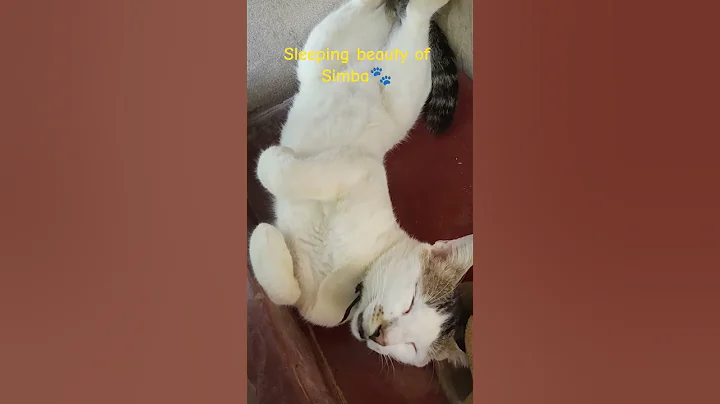 Video 11426411: cat meowing angry persian, persian cat meow sound, cat kitten beautiful funny, kitten funny cat sleeping