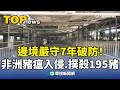 非洲豬瘟入侵