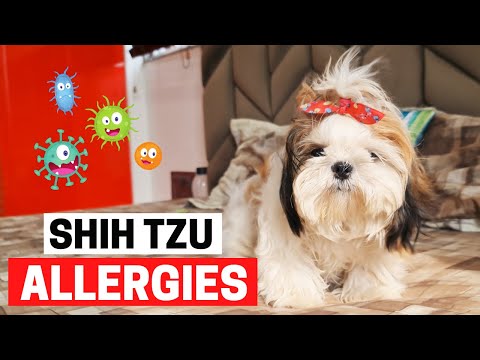 Videó: A Shih Tzu napi adása segíthet a fájdalmas bőrallergiák enyhítésében