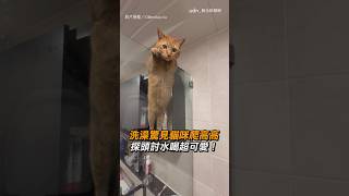 【融化了】洗澡驚見貓咪爬高高 探頭討水喝超可愛！｜貓咪｜喝水｜洗澡｜寵物