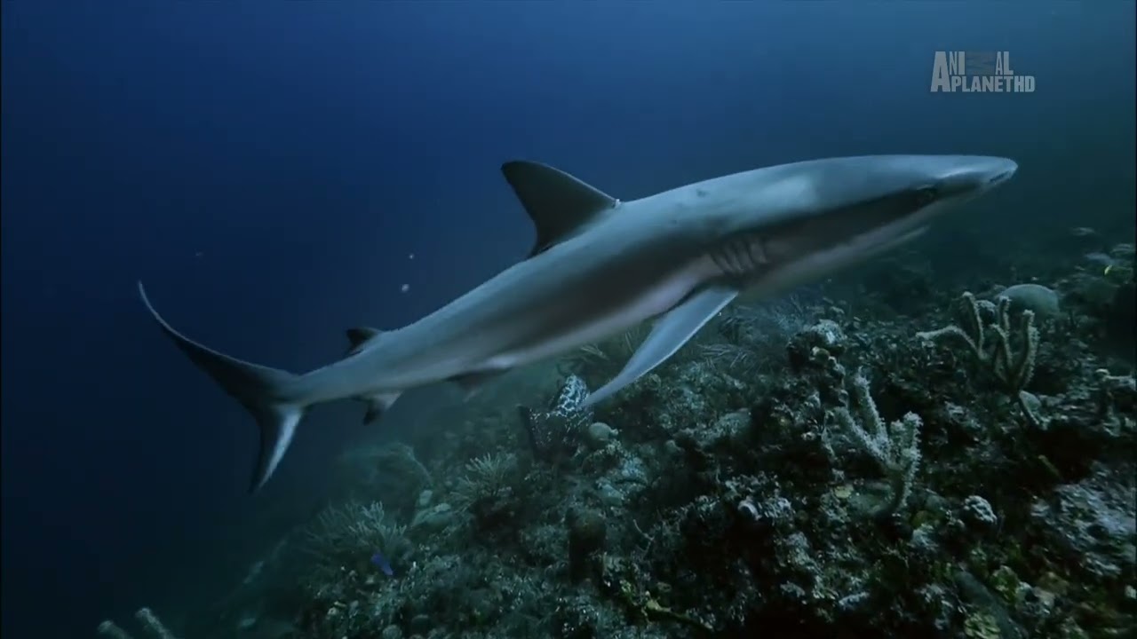 Какие органы чувств помогают Карибским рифовым акулами (Carcharhinus perezi) охотиться по ночам ?