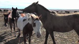 I.R.A.M. Sponsor Mustang, Champagne Lady