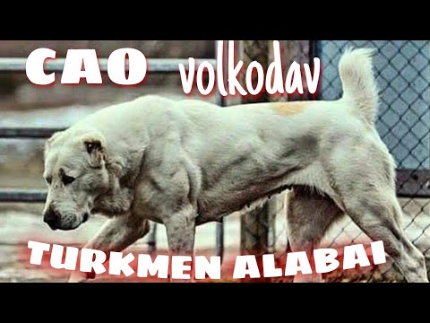 ALABAI , CAO , VOLKODAV NEDİR ? ( Turkmen Alabai Shepherd Dogs ) Wolf hunter Live Stock Guardians