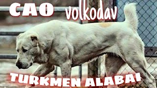 ALABAI , CAO , VOLKODAV NEDİR ? ( Turkmen Alabai Shepherd Dogs ) Wolf hunter Live Stock Guardians