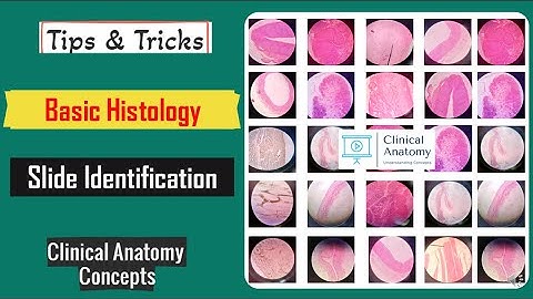 Basics of Histology Slide Identification Tips & Tricks I Histology Spotters I CCA