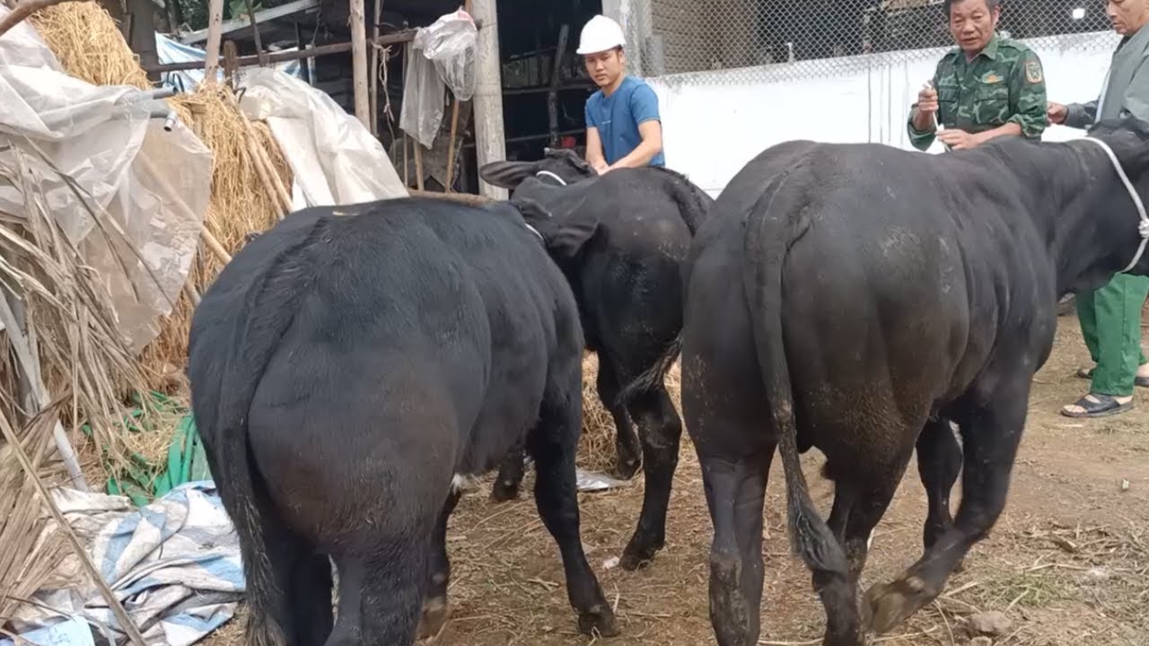 Đến hẹn lại lên, bò thịt năm nay được giá nên bà con mình phấn khởi hẳn lên các bác ạ ! 