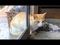 野良猫を保護しようと決意→まさかの結末に一同騒然