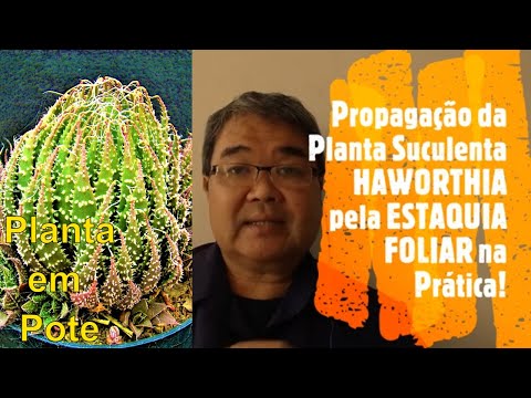 Vídeo: Você pode propagar haworthia das folhas?