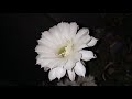 Офигенское цветение кактуса