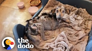 Stone-like Dog Is Too Weak To Stand But Won't Stop Wagging Her Tail | The Dodo Pittie Who Was Turning To Stone Can T Stop Wagging His Tail The Dodo