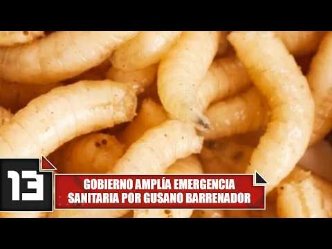 Gobierno amplía emergencia sanitaria por gusano barrenador