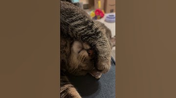 My cat snoring like he’s been working overtime to pay the rent #littlenap #napping #cat #snoring
