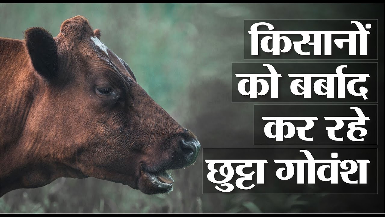 employment news tamilnadu किसानों को बर्बाद कर रहे छुट्टा गोवंश II Stray Animals