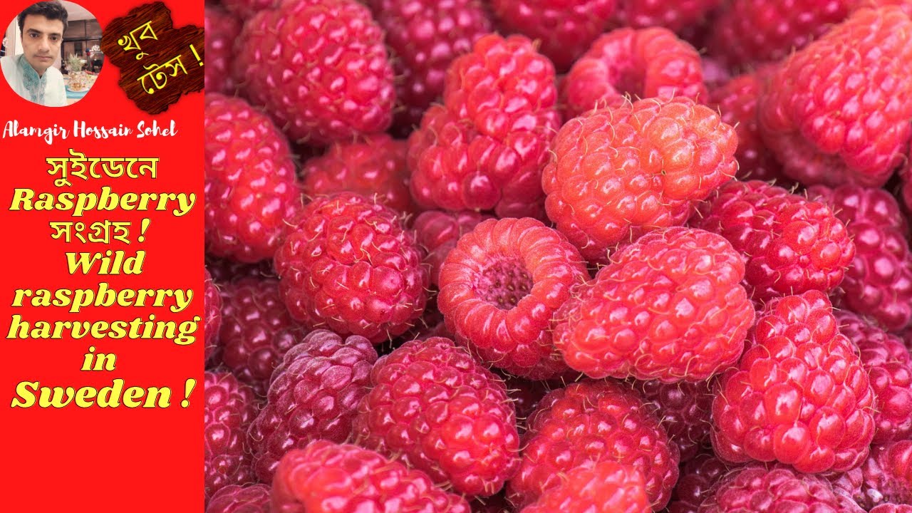 Swedish Raspberry সুইডেনে Raspberry সংগ্রহ ! Wild raspberry harvesting in Sweden ! - YouTube