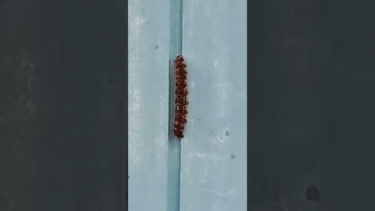 #Itchy worm - YouTube
