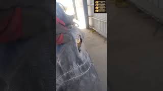 Pad That Tarp or Play Lumber Roulette #CDLSafety #TruckDriverTips #PaddingTarps #LoadSecurement