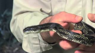Black Rat Snake | Indiana DNR